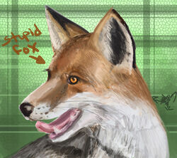  2012 ambiguous_gender black_body black_fur brown_body brown_fur canid canine close-up digital_media_(artwork) digital_painting_(artwork) directional_arrow english_text feral fox fur hi_res mammal multicolored_body multicolored_fur open_mouth orange_body orange_fur raptor007 realistic red_fox sharp_teeth solo stupidfox teeth text tongue tongue_out true_fox white_body white_fur yellow_eyes 