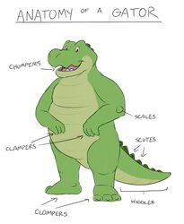  alligator alligatorid anatomy anatomy_of anthro biological_illustration countershading crocodilian english_text gator_(artist) green_body green_scales male reptile scales scalie simple_background smile solo standing technical_illustration text white_background 