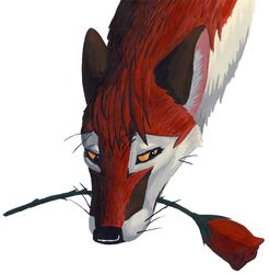  canid canine corsack female feral flower fox fur mammal plant red_fox rose_(flower) sad solo traditional_media_(artwork) true_fox yellow_eyes 