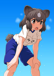  alternate_costume animal_ears bad_id bad_pixiv_id bagua_zhang bear_ears bear_girl bear_tail blue_shorts brown_bear_(kemono_friends) brown_eyes brown_hair commentary_request extra_ears female gym_uniform hands_on_own_knees kemono_friends multicolored_hair open_mouth shirt short_hair short_sleeves short_tail shorts solo sweat sweatdrop t-shirt tail two-tone_hair white_hair white_shirt 