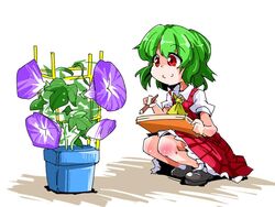  ascot c: commentary_request female flower flower_pot green_hair jpeg_artifacts kazami_yuuka morning_glory plaid plaid_skirt plaid_vest plant potted_plant purple_flower red_eyes shinapuu short_hair sketching skirt skirt_set smile solo squatting tomato_cage touhou vest 