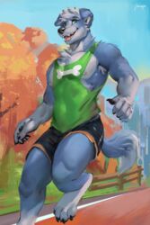  2023 2:3 anthro athletic_wear blue_body blue_fur border_collie bottomwear canid canine canis chest_tuft cinder_collie claws clothed clothing collie domestic_dog fully_clothed fur green_eyes gym_bottomwear gym_shorts herding_dog hi_res jogging juiceps looking_at_viewer male mammal muscular muscular_anthro muscular_male outside park pastoral_dog plant sheepdog shirt shorts smile solo tank_top topwear tree tuft 