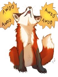  2022 ambiguous_gender awoo black_body black_fur brown_body brown_fur canid canine digital_drawing_(artwork) digital_media_(artwork) feral flashw fox fur mammal red_fox solo true_fox white_body white_fur 