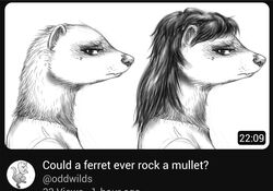  2023 anthro clothed clothing cute_fangs domestic_ferret english_text facial_piercing female fur greyscale hair mammal monochrome mullet mustelid musteline nose_piercing nostril_piercing oddwilds piercing solo text true_musteline weasel 