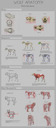  2012 aeonrin ambiguous_gender anatomy anatomy_reference bone box canid canine canis container copyright_symbol educational english_text feral group happy hi_res how-to how_to_draw mammal model_sheet signature skeleton skull solo species_sheet symbol text tongue tongue_out wolf 