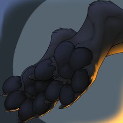  1:1 2017 3dinoz 4_toes ambiguous_gender anthro black_body black_fur canid canine canis digitigrade faceless_ambiguous faceless_character feet foot_shot fur hi_res mammal pawpads paws simple_background solo toes wolf 