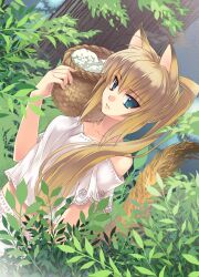  animal_ears aqua_eyes bad_link bare_shoulders basket blonde_hair collarbone dutch_angle female looking_at_viewer midriff original plant ponytail solo tail takigawa_yuu tree 