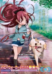  animal canine female food furigana guide_dog jpeg_artifacts kishida_takahiro labrador_retriever leash long_hair mahou_shoujo_madoka_magica mahou_shoujo_madoka_magica_(anime) official_art pet_walking pocky ponytail poster_(medium) public_service_announcement red_eyes red_hair running sakura_kyoko smile translation_request 