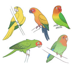  3_toes ambiguous_gender avian beak bird black_beak blue_body blue_feathers branch feathers feet feral fischer&#039;s_lovebird golden_parakeet green_body green_feathers grey_beak hi_res jandaya lovebird multicolored_body multicolored_feathers multiple_images neotropical_parrot open_beak open_mouth orange_body orange_feathers parakeet parrot perched pinfires pink_beak red-headed_lovebird red_beak red_body red_feathers rosy-faced_lovebird simple_background sketch_page solo sun_parakeet toes true_parrot two_tone_body two_tone_feathers white_background yellow_body yellow_feathers 