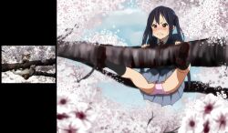  bad_id bad_pixiv_id black_hair blush cherry_blossoms commentary_request feline female k-on! nakano_azusa panties photo_inset pink_panties reference_inset sakuragaoka_high_school_uniform school_uniform skirt sweat underwear watanore 