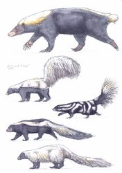  2017 5_toes absurd_res ambiguous_gender arizona_skunk beady_eyes black_body black_countershading black_eyes black_fur black_tail brown_body brown_fur brown_nose brown_pawpads claws countershade_torso countershading english_text facial_markings feet feral fluffy fluffy_tail full-length_portrait fur gredinia group head_markings hi_res hog-nosed_skunk hooded_skunk leg_markings long_tail mammal markings mephitid molina&#039;s_hog-nosed_skunk multicolored_body multicolored_fur muzzle_(marking) pawpads portrait quadruped reverse_countershading shadow short_tail side_view signature simple_background size_difference skunk snout snout_markings socks_(marking) spotted_skunk standing stink_badger striped_body striped_fur striped_skunk stripes sunda_stink_badger tail text toe_claws toes traditional_media_(artwork) two_tone_tail walking western_spotted_skunk white_background white_body white_fur white_markings white_nose white_stripes white_tail yellow_body yellow_fur yellow_tail 