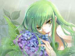  biting blue_flower c.c. close-up code_geass commentary_request female fingernails flower gradient_flower green_hair hand_up hydrangea isumimax leaf lips long_hair looking_at_viewer looking_to_the_side mouth_hold petal_in_mouth purple_flower rain sidelocks smile solo teeth_hold topless upper_body water_drop wet yellow_eyes 