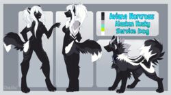  2019 anthro black_body black_fur breasts canid canine canis chesta collar domestic_dog featureless_breasts featureless_crotch female feral fur green_eyes hair hi_res husky mammal markings multiple_forms nordic_sled_dog nude smile solo spitz white_body white_fur white_hair 