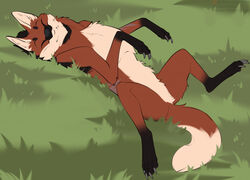  :3 canid canine claws closed_eyes digital_media_(artwork) featureless_crotch feral fluffy fur gorchitsa_(artist) grass happy high-angle_view lying male mammal maned_wolf on_back on_ground orange_body orange_fur outside paws plant relaxing scar smile solo tail 