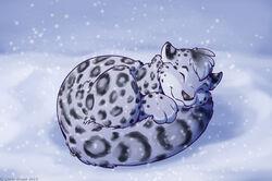  2014 ambiguous_gender curiodraco felid feral fur hair happy mammal markings mars_(thequeenofmars) nude pantherine signature sleeping smile snow snow_leopard snowing solo spots spotted_body spotted_fur 