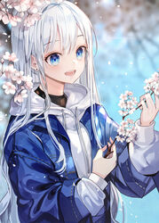  a_maru artist_name bad_id bad_pixiv_id blue_eyes blue_jacket blurry blurry_background cherry_blossoms commentary_request female hair_between_eyes highres holding hood hoodie jacket long_hair long_sleeves open_clothes open_jacket original outdoors photoshop_(medium) solo spring_(season) teeth white_hair white_hoodie 