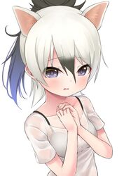  aardwolf_(kemono_friends) absurdres animal_ears bare_arms black_bra black_hair bra collarbone deku_suke extra_ears female grey_hair hair_between_eyes hands_up high_ponytail highres kemono_friends long_hair looking_at_viewer multicolored_hair open_mouth own_hands_together purple_eyes see-through shirt sidelocks simple_background solo two-tone_hair underwear upper_body white_background white_shirt 