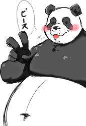  2021 anthro bear black_body black_fur black_nose blush fur giant_panda japanese_text kemono male mammal marumaru_hh overweight overweight_anthro overweight_male simple_background solo text tongue tongue_out white_background white_body white_fur 