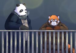  2024 absurd_res ailurid anthro bari_mu bear black_body black_nose bottomwear clothing duo giant_panda hi_res kemono male mammal orange_body overweight overweight_male pants red_panda scarf sweater topwear white_body 