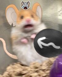  ambiguous_gender anthro ball emoji emoticon fur mammal meme mouse murid murine orange_body orange_fur photo_background photography_(artwork) rat rodent solo surprise surprised_expression transformice unknown_artist whiskers 