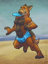  2018 5_fingers 5_toes anthro athletic athletic_anthro athletic_male barefoot beach biped black_nose blue_eyes brown_body brown_fur canid canine canis clothed clothing detailed_background digital_media_(artwork) domestic_dog duncan_(k-9) eyebrows feet fingers frisbee frisbee_in_mouth fur hi_res k-9 looking_at_viewer male mammal navel outside sand sea seaside sky smile solo swimwear toes topless water 