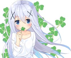  blue_eyes blush clover collarbone commentary_request covered_mouth female four-leaf_clover gochuumon_wa_usagi_desu_ka? grey_hair hair_between_eyes hair_ornament holding kafuu_chino long_hair long_sleeves looking_at_viewer shirt simple_background solo sutei_(xfzdarkt) very_long_hair white_background white_shirt x_hair_ornament 