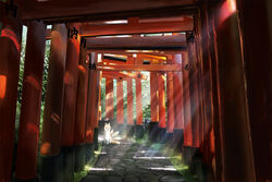  animal architecture commentary_request day east_asian_architecture fantasy fox fushimi_inari_taisha gate grass hankachi_(okayama012) highres multiple_tails multiple_torii no_humans original path plant scenery shade shrine sunlight tail torii tree 