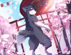  2018 anthro black_nose canid canine canis cherry_blossom flower fur hi_res looking_at_viewer mammal multicolored_body multicolored_fur nekojita outside plant prunus_(flower) red_eyes solo standing torii two_tone_body two_tone_fur umbrella white_body white_fur wolf 