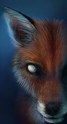 2010 ambiguous_gender black_nose blind blue_background bust_portrait canid canine close_(disambiguation) disability eye_waterline feral fluffy fox foxbane fur inner_ear_fluff long_mouth looking_at_viewer mammal no_pupils no_sclera orange_body orange_fur photorealism portrait red_fox simple_background snout solo true_fox tuft whiskers white_body white_eyes white_fur