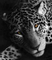 2011 amber_eyes ambiguous_gender felid feral hi_res leopard looking_at_viewer mammal painting_(artwork) pantherine solo spots traditional_media_(artwork) zensou