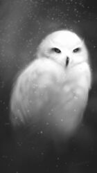 2011 ambiguous_gender avian beak bird black_beak detailed feathers feral grey_background greyscale hi_res monochrome owl painting portrait realistic simple_background snow snowing solo three-quarter_portrait white_body white_feathers zensou