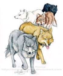 blue_(wolf&#039;s_rain) canid canine canis domestic_dog feral group hige_(wolf&#039;s_rain) hybrid kiba_(wolf&#039;s_rain) male mammal rohanelf toboe_(wolf&#039;s_rain) tsume_(wolf&#039;s_rain) wolf wolf&#039;s_rain