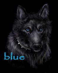 blue_(wolf&#039;s_rain) canid canine canis domestic_dog female feral hybrid mammal miki- solo wolf wolf&#039;s_rain