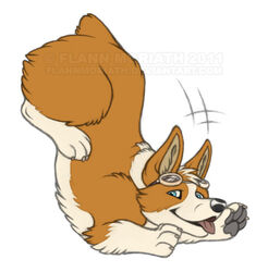  ambiguous_gender blue_eyes canid canine canis domestic_dog eyewear feral flintintin flop fur goggles herding_dog mammal orange_body orange_fur pastoral_dog simple_background tan_body tan_fur tongue tongue_out watermark welsh_corgi white_body white_fur 