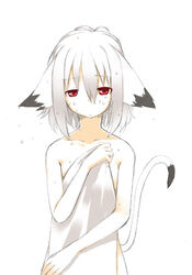  animal_ears cat_ears cat_tail commentary_request covering_privates female flat_chest looking_at_viewer majima_yuki nude nude_cover original red_eyes short_hair simple_background solo tail wet white_background white_hair 