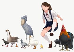  animal bad_id bird black_panties blue_eyes brown_hair chicken chinese_zodiac commentary copyright_request crow duck duckling eurasian_tree_sparrow female full_body go_robots goose kneehighs light_smile loafers long_hair male_chicken odd_one_out okinawa_rail panties pantyshot pet_play pigeon school_uniform shoebill shoes side_ponytail simple_background skirt socks solo sparrow standing suspender_skirt suspenders underwear upskirt white_background year_of_the_rooster 