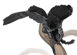  anthro avian black_body black_feathers black_hair black_markings black_stripes blackpassion777 blue_eyes bottomwear branch claws clothed clothing crouching feathered_wings feathers felid fur grey_body grey_feathers grey_fur hair humanoid_hands hybrid in_tree loincloth looking_at_viewer male mammal markings mystfell on_branch outside plant simple_background solo spread_wings stripes topless tree white_background wings 