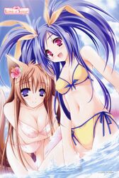  2girls animal_ears bent_over bikini blue_hair blush breast_hold breasts brown_hair card_(medium) cleavage day flower fox_ears fox_tail hair_flower hair_ornament hair_ribbon hibiscus highres kawai_ameri long_hair medium_breasts mito_mashiro moekibara_fumitake multiple_girls oerba_yun_fang pink_eyes purple_eyes ribbon side-tie_bikini_bottom smile swimsuit tail tayutama thigh_gap twintails very_long_hair wading water 