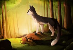  2015 ambiguous_gender black_body black_fur day detailed_background digital_media_(artwork) domestic_cat felid feline felis feral forest fur male_(lore) mammal maplespyder outside plant shaded soft_shading solo standing tail tallstar_(warriors) tree tuxedo_cat warriors_(book_series) 