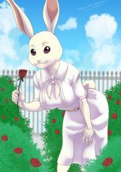  2020 akiric anthro beastars belt breasts brown_eyes clothing cloud domestic_rabbit dwarf_rabbit female flower fur garden gate haru_(beastars) hi_res lagomorph leporid mammal oryctolagus plant rabbit rose_(flower) school_uniform solo tan_body tan_fur uniform 