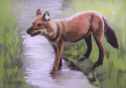  absurd_res ambiguous_gender black_nose canid canine dhole digital_media_(artwork) digital_painting_(artwork) feet_in_water feral fur grass hi_res inner_ear_fluff looking_aside mammal monotone_body monotone_fur open_mouth outside partially_submerged plant quadruped red_body red_fur river solo tail teeth three-quarter_view tuft water werewolfdegenerate white_inner_ear 