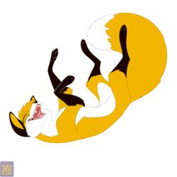  1:1 2023 black_nose canid canine closed_eyes deanfox dipstick_tail feral fox foxenawolf fur gloves_(marking) leg_markings lying male mammal markings on_back open_mouth simple_background socks_(marking) solo tail tail_markings white_background yellow_body yellow_fur 