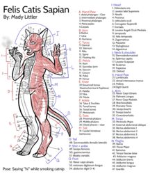  absurd_res ambiguous_gender anatomy anatomy_chart anatomy_reference anthro biological_illustration bone bone_structure catnip chart domestic_cat drugs felid feline felis female hairless hairless_cat hi_res humanoid mady_littler mammal muscular muscular_structure skeleton smoking solo sphynx_(cat) technical_illustration 