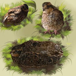  1:1 2025 ambiguous_feral ambiguous_gender avian beady_eyes beak brown_body brown_feathers dated feathers feral front_view grass grey_beak hi_res lying mouth_closed msdeadsoul on_front plant side_view signature sketch_page solo standing 
