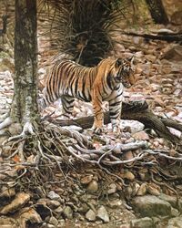  2020 ambiguous_gender felid feral forest mammal oil_painting_(artwork) painting_(artwork) pantherine photorealism plant rock solo stripes tiger tony_karpinski traditional_media_(artwork) tree 