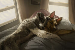  2015 3:2 ambiguous_gender anthro bed bedding bedroom black_body black_fur black_nose blanket border_collie brown_body brown_fur canid canine canis closed_eyes collie cuddling curtains digital_media_(artwork) digital_painting_(artwork) domestic_dog duo floppy_ears fur furniture german_shepherd hax_(artist) herding_dog high-angle_view inside kenket lofi lying male mammal multicolored_body multicolored_fur nude on_bed on_side pastoral_dog sheepdog side_view sleeping tender two_tone_body two_tone_fur under_covers white_body white_fur window 