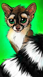  2015 ambiguous_gender bassariscus big_eyes cacomistle certo_mistle feral green_eyes looking_at_viewer mammal markings procyonid ring_(marking) ringed_tail solo spera striped_markings striped_tail stripes tail tail_markings whiskers 