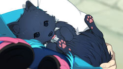  16:9 allmate aoba_seragaki beady_eyes being_held blue_body blue_fur blue_hair canid canine canis clothing collar domestic_dog dramatical_murder duo electronics feral first_person_view fluffy fur hair hand_on_tail headphones hi_res human jacket japanese_spitz legs_up lying male mammal nitro+chiral official_art pawpads ren_(dmmd) solo_focus spiked_collar spikes spitz syringe tail tongue tongue_out topwear torao_asada widescreen 