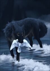  2020 ambiguous_gender avian bird black_body black_border black_fur black_nose border canid canine canis digital_media_(artwork) duo feathered_wings feathers feral fur mammal oneminutesketch partially_submerged water white_body white_feathers wings wolf 