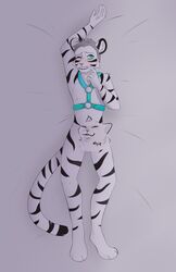  censored face_censor_(disambiguation) felid harness hi_res ki_(kithetiger) mammal pantherine restrained solo stripes tiger 